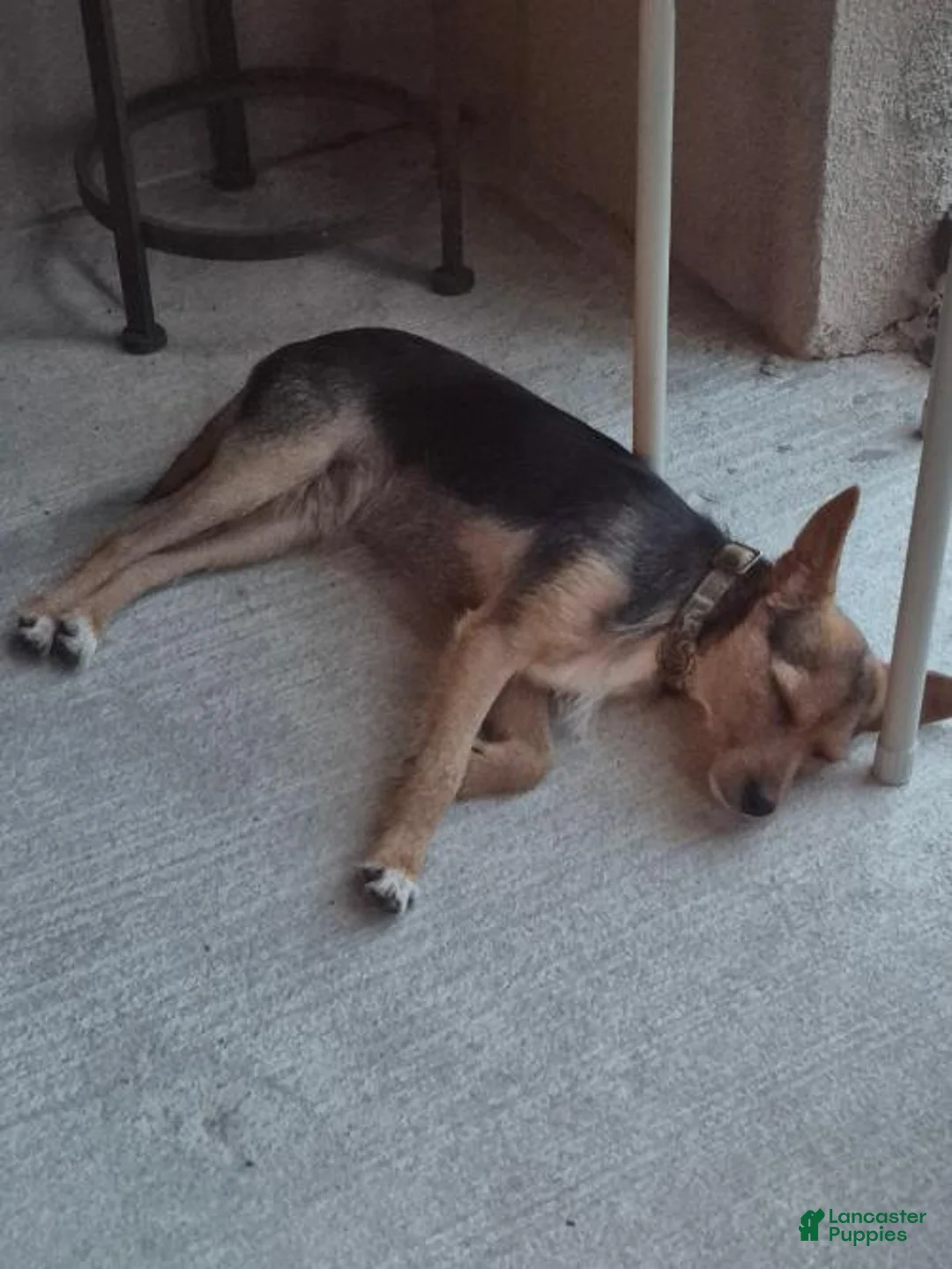 Mixed Breed dogs for sale: Taco - Ad 3