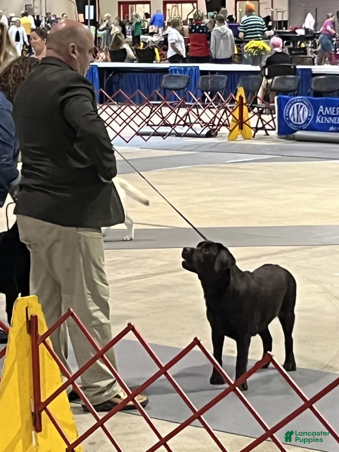 Gallery Image {{count}}