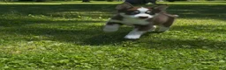 Pomsky dogs for sale: Bentley - Ad 2