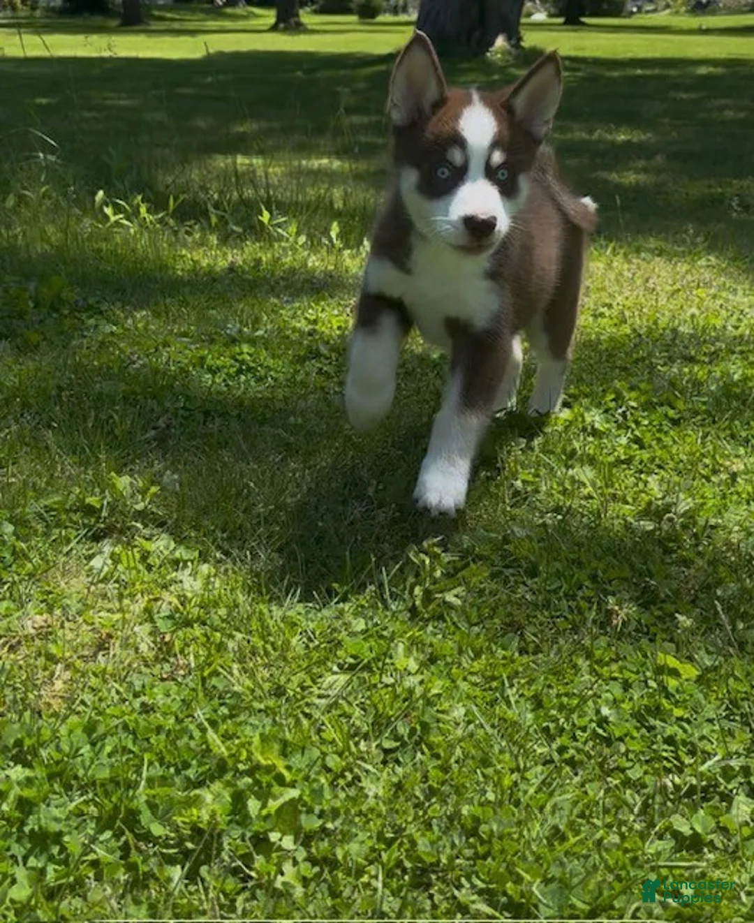 Pomsky dogs for sale: Bentley - Ad 2