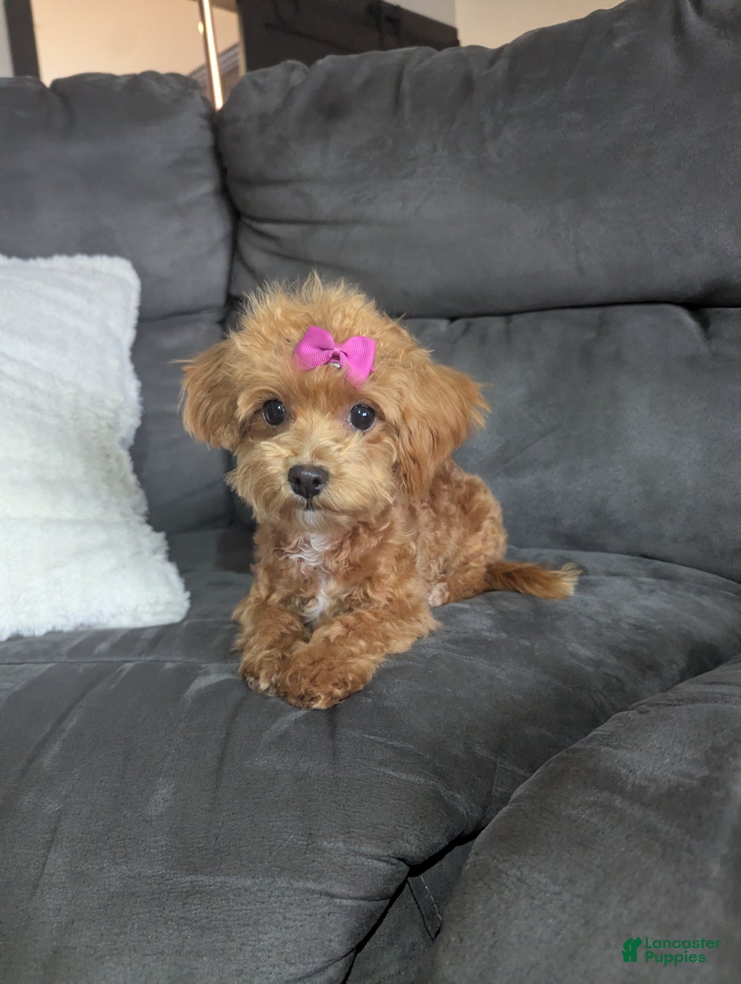 Gallery Image {{count}}