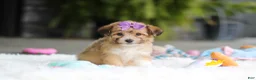 Mixed Breed dogs for sale: Bambi - Ad 3
