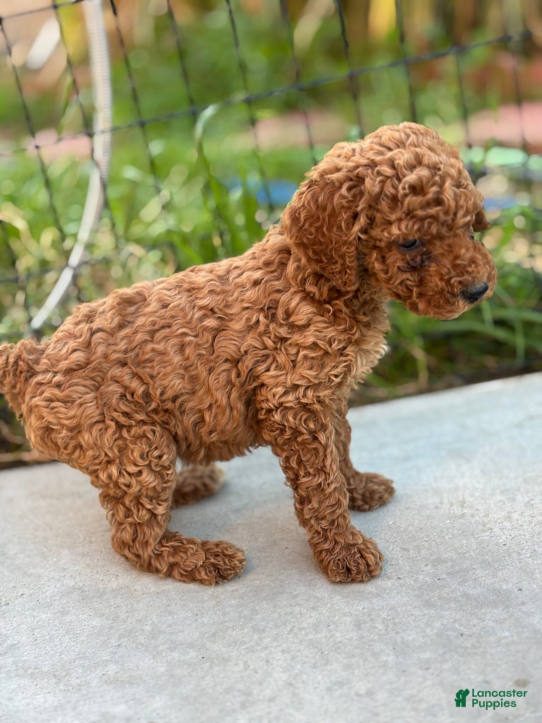 Standard Poodle dogs for sale: Daisy - Ad 8