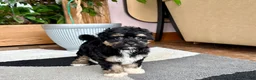 Havapoo dogs for sale: Havapoo boy 1 TriColor - Ad 8