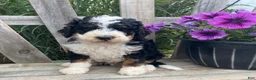 Mini Bernedoodle dogs for sale: Kirby - Ad 3