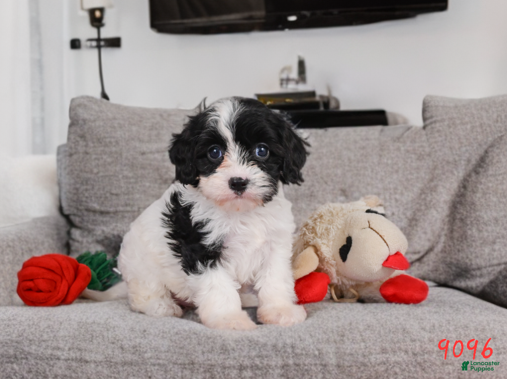Cavapoo dogs Cavapoo 2 - Ad 1
