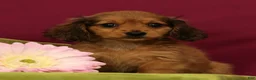 Miniature Dachshund dogs for sale: Sammy - Ad 5