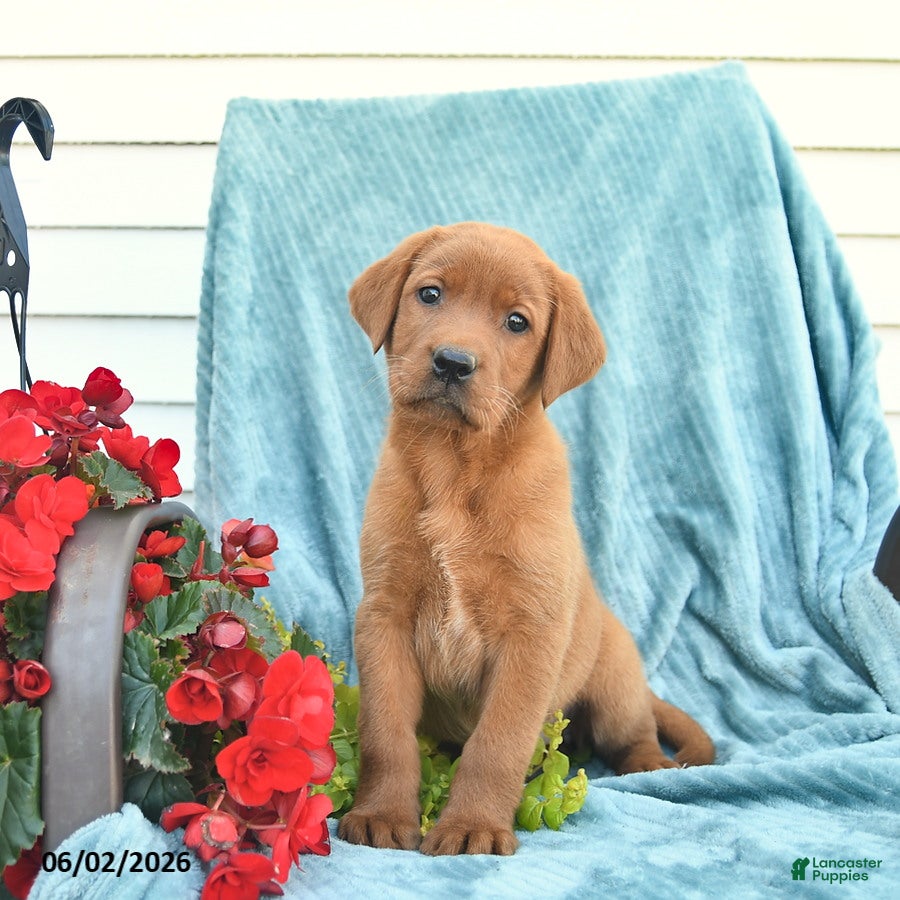 Labrador Retriever dogs for sale: Mango  - Ad 2
