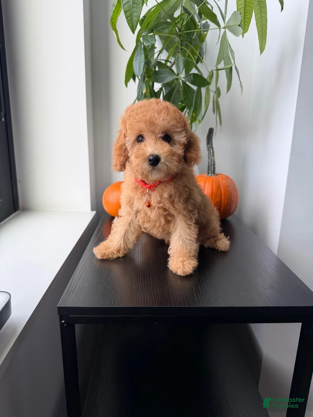 Toy Poodle dogs for sale: Polo - Ad 1
