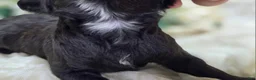 Cavapoo dogs for sale: Twink - Ad 6