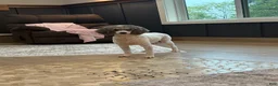 Miniature Poodle dogs for sale: Jared (AKC) - Ad 6