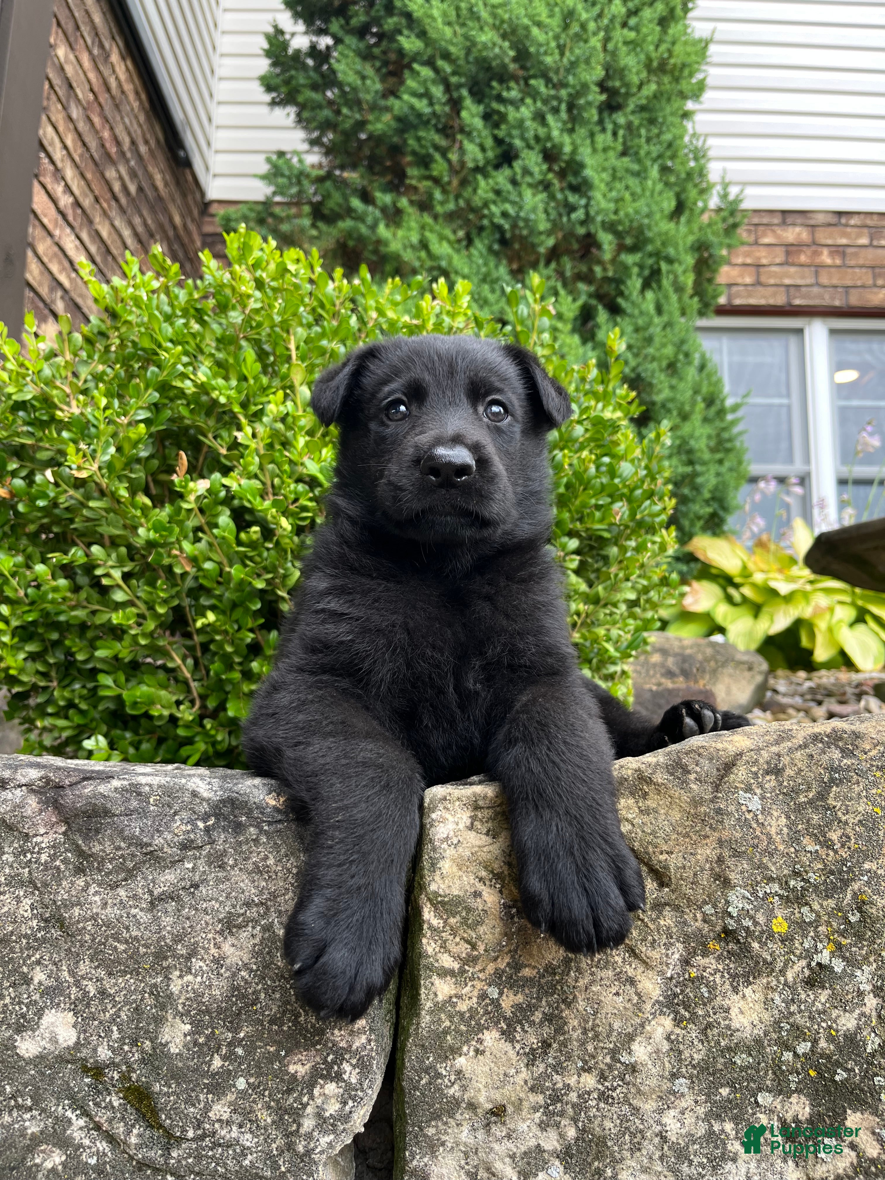 German Shepherd dogs Louie - Ad 2
