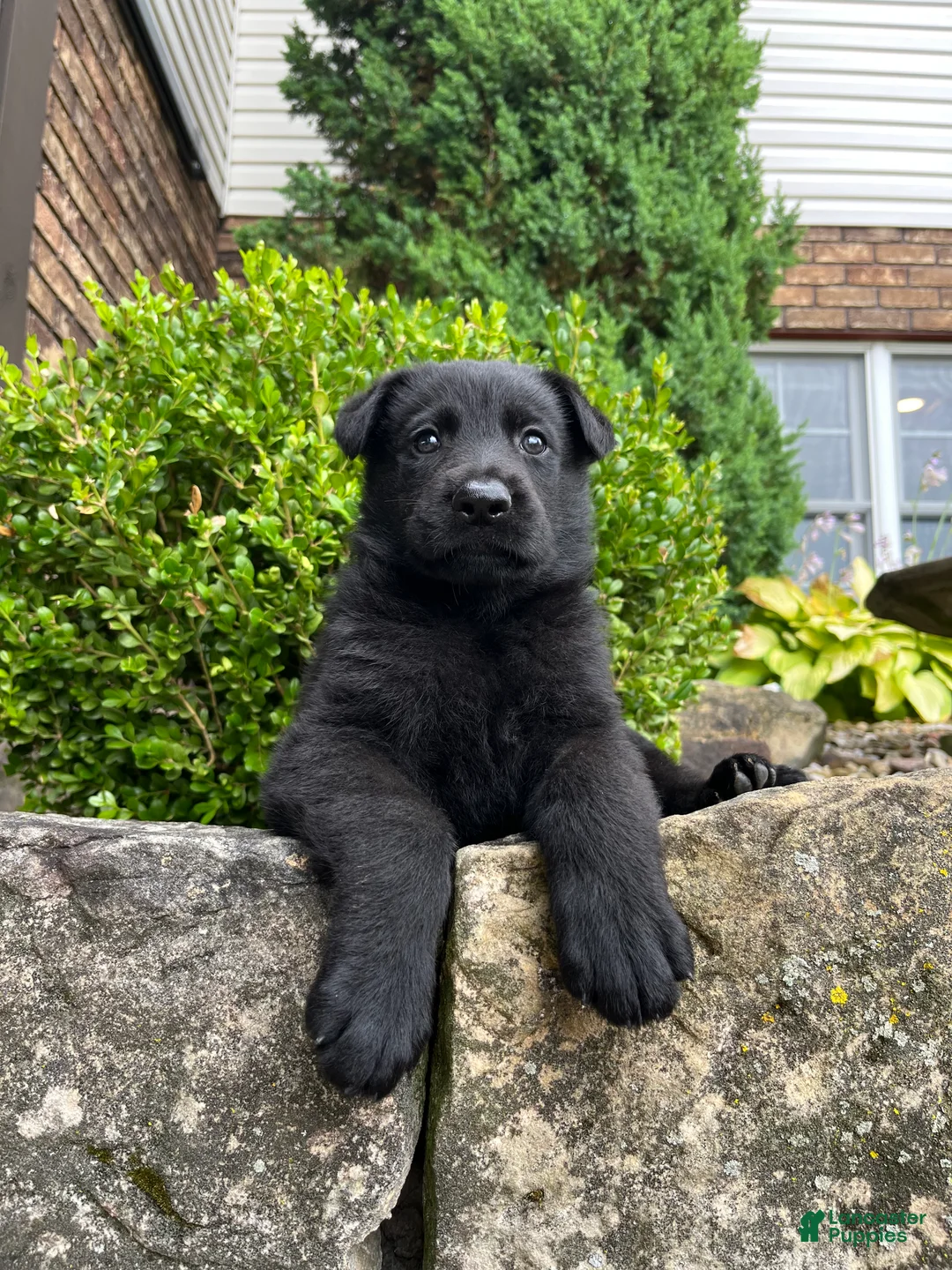 German Shepherd dogs for sale: Louie - Ad 2