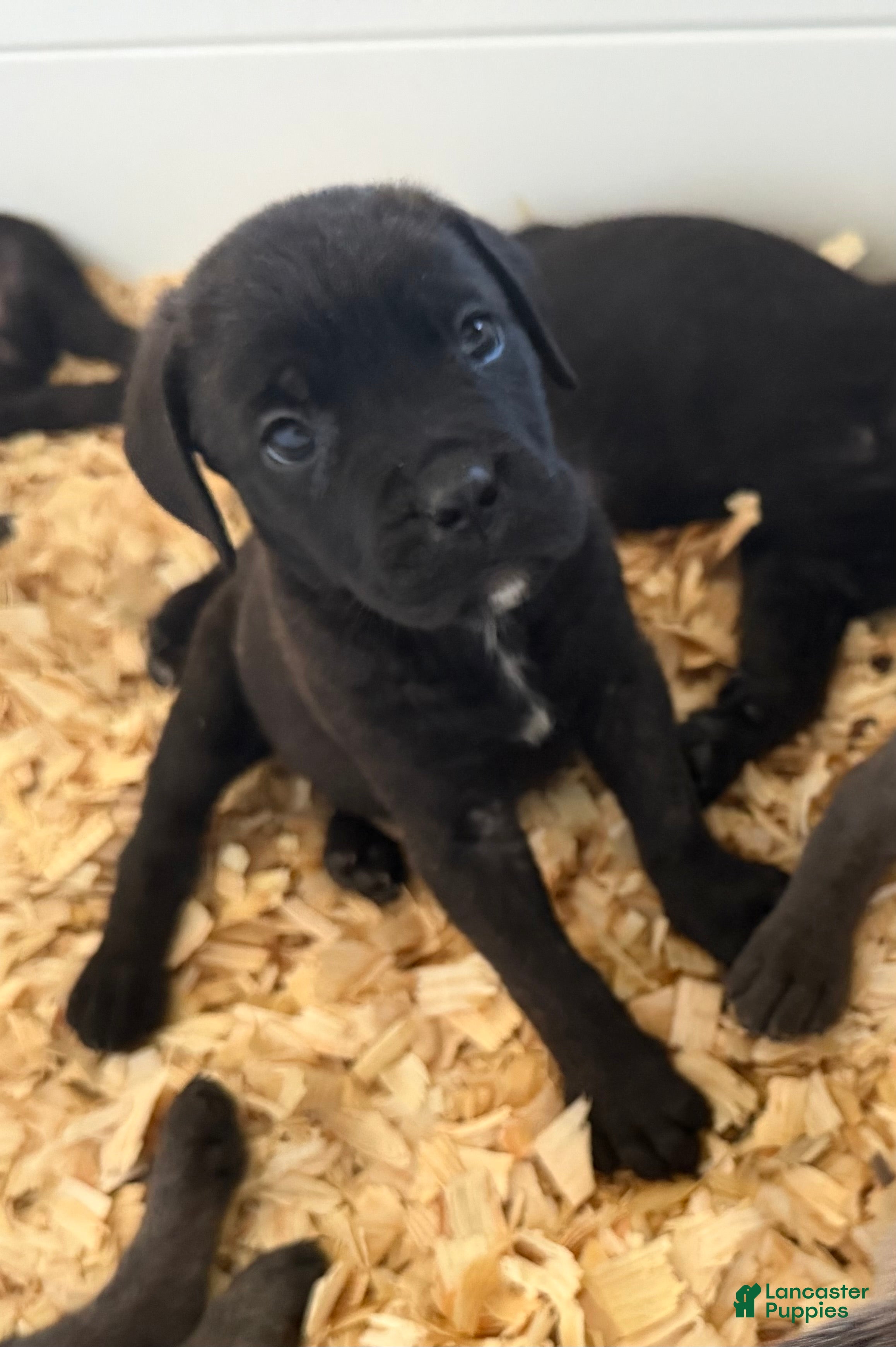 Cane Corso dogs Milo - Ad 2