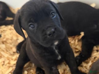 Cane Corso dogs Milo - Ad 19