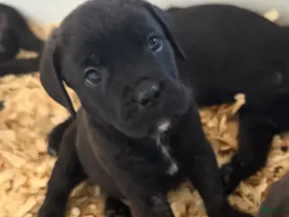 Cane Corso dogs Milo - Ad 19