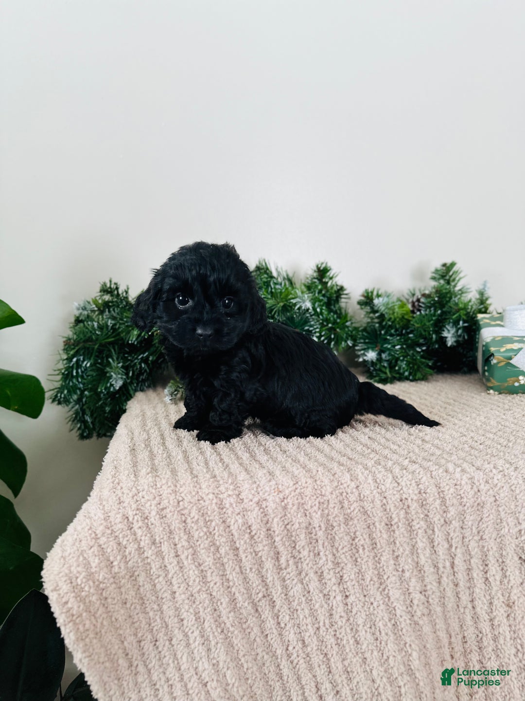 Mixed Breed dogs for sale: Star - Ad 2