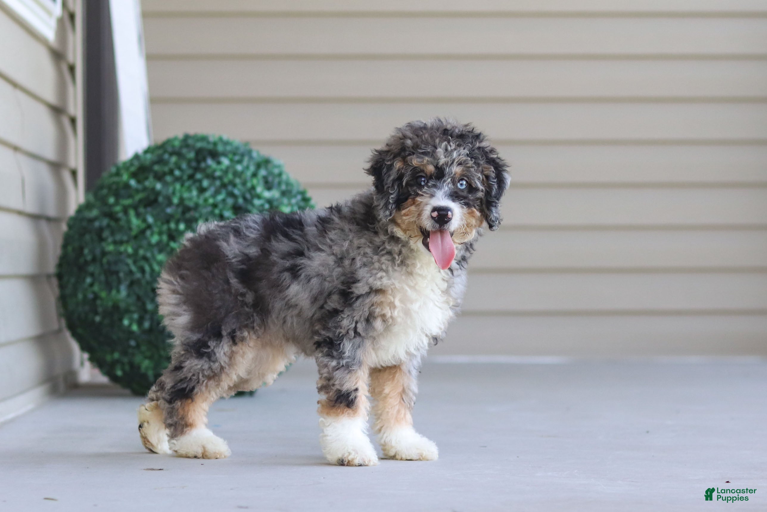 Mini Bernedoodle dogs Grace - Ad 2