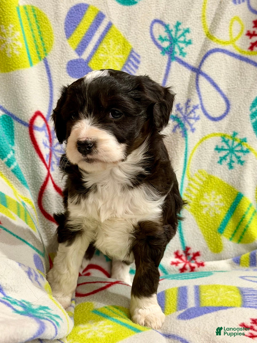 Mini Aussiedoodle dogs for sale: Kelsey - Ad 7
