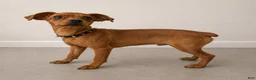 Miniature Pinscher dogs for sale: Miniature Pinscher - Ad 3