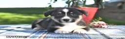 Welsh Corgi Pembroke dogs for sale: Clove  - Ad 4