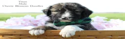 Bordoodle dogs for sale: Titan - Ad 1