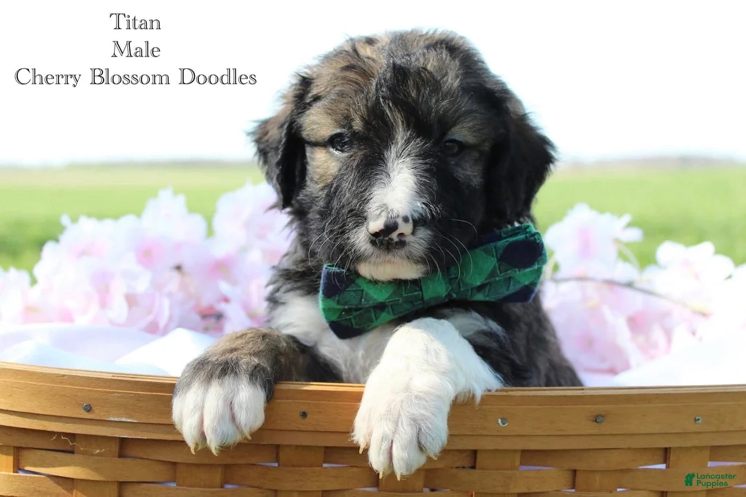 Bordoodle dogs for sale: Titan - Ad 1