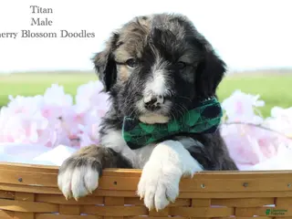 Bordoodle dogs Titan - Ad 7