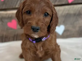 Irish Doodle dogs Lily - Ad 34