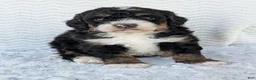 Mini Bernedoodle dogs for sale: Mini Nemo  - Ad 4