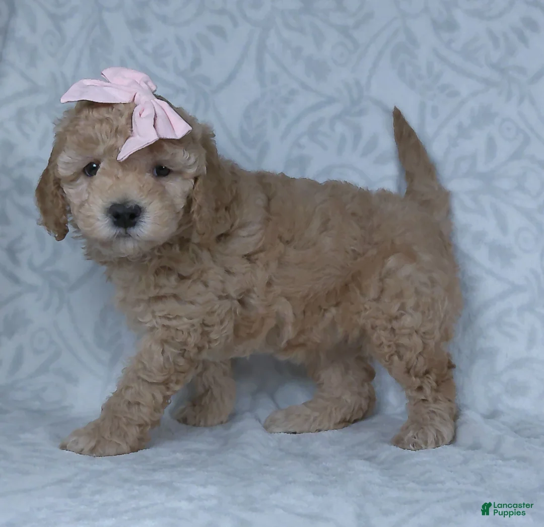 Mini Goldendoodle dogs for sale: Kiki - Ad 3