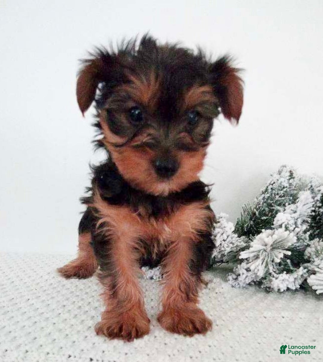 Yorkshire Terrier dogs for sale: Julie - Ad 5