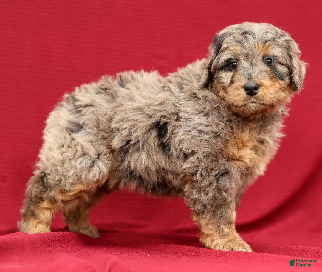 Mini Bernedoodle dogs for sale: Ace - Ad 3