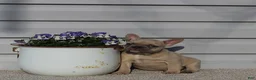 French Bulldog dogs for sale: Angie - Ad 3