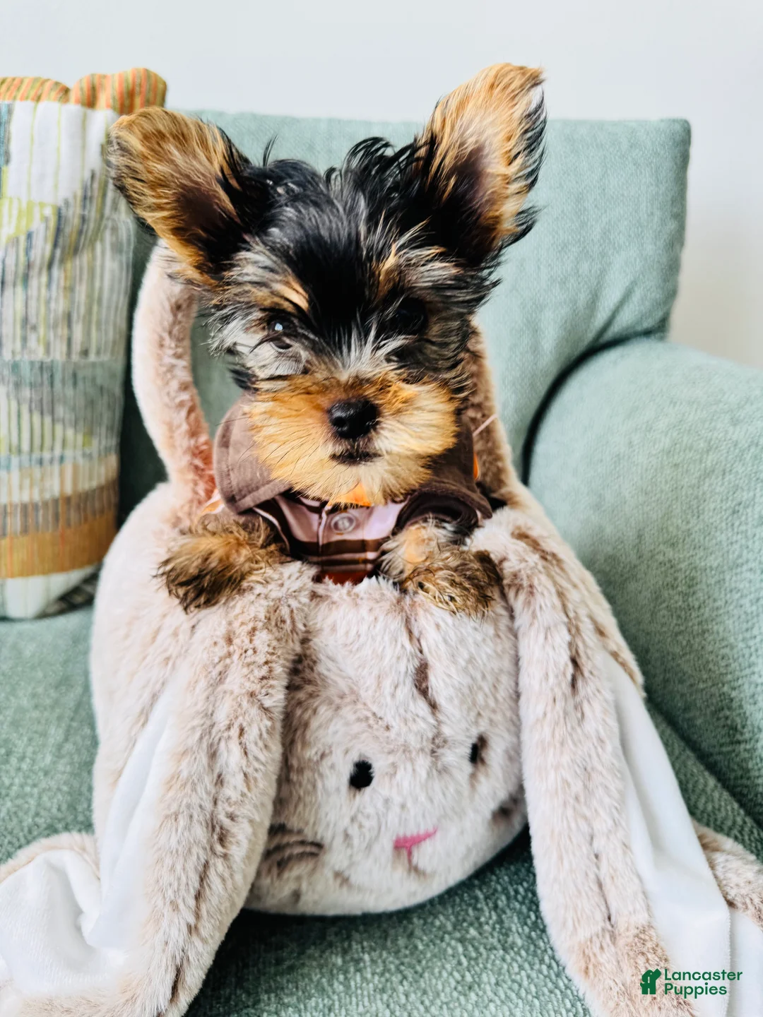Yorkshire Terrier dogs for sale: Yorkshire Terrier Puppy 1 - Ad 1