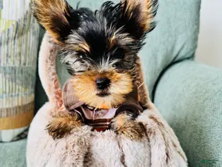 Yorkshire Terrier dogs for sale: Yorkshire Terrier Puppy 1 - Ad 1