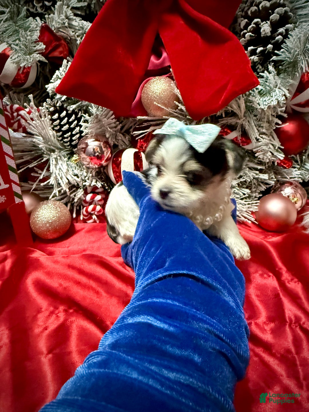 Yorkshire Terrier dogs for sale: Yakko - Ad 3