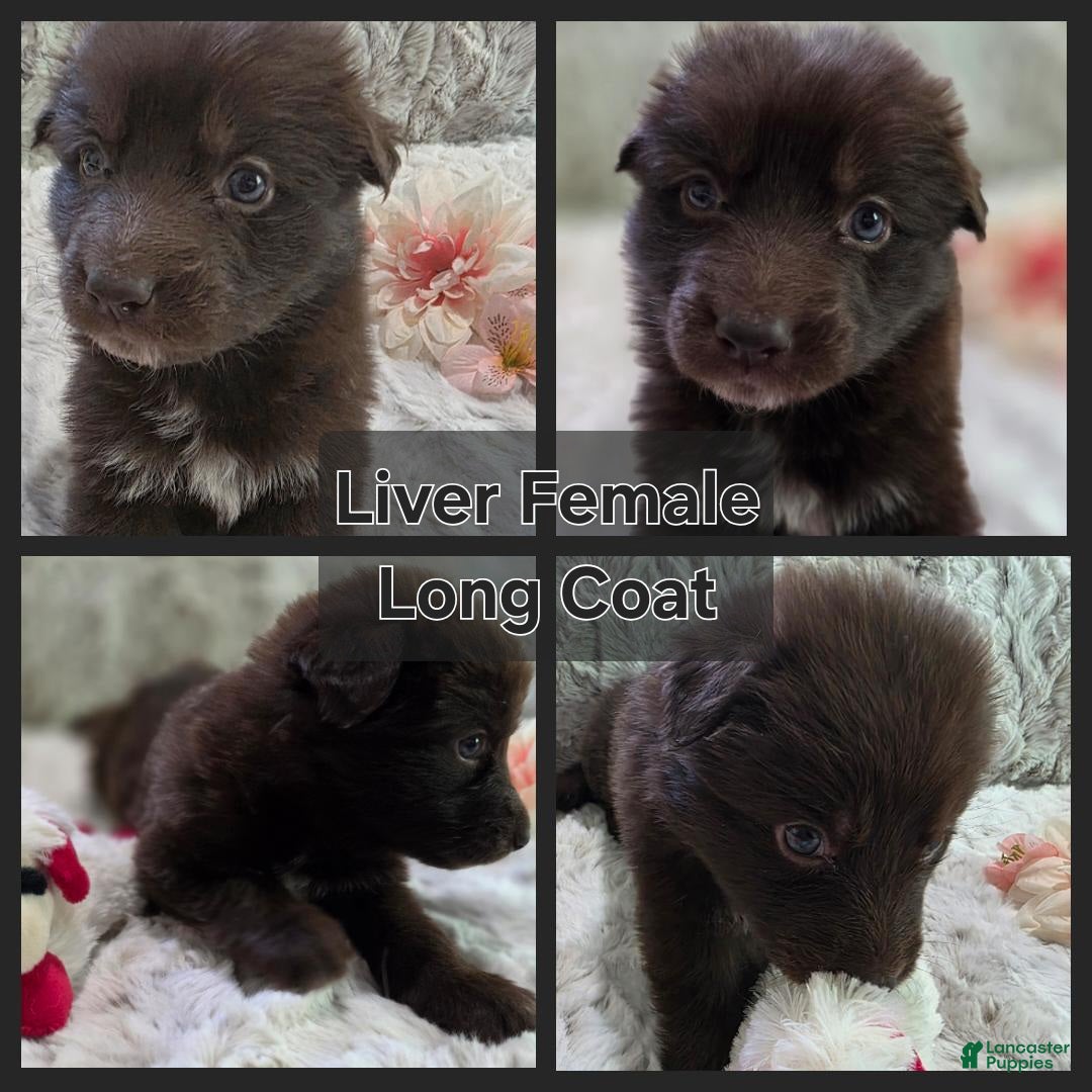 German Shepherd dogs AKC Liver Long Coat Female - Ad 1