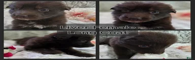 AKC Liver Long Coat Female