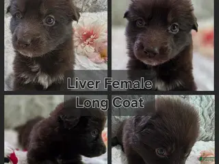 German Shepherd dogs for sale: AKC Liver Long Coat Female - Ad 1