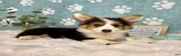 Welsh Corgi Pembroke dogs for sale: Brooks - Ad 5
