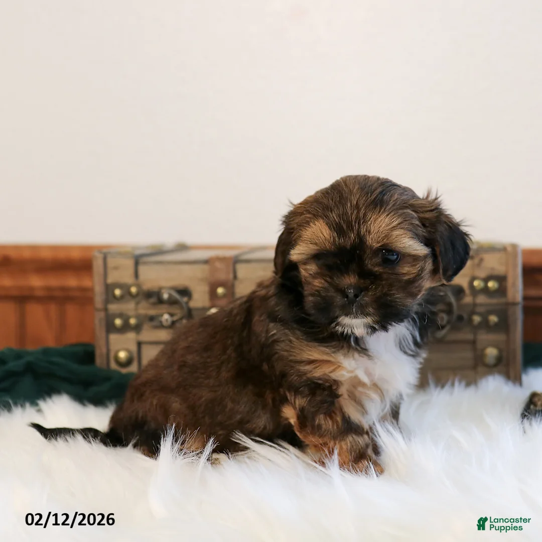 Shorkie dogs for sale: Buster - Ad 2
