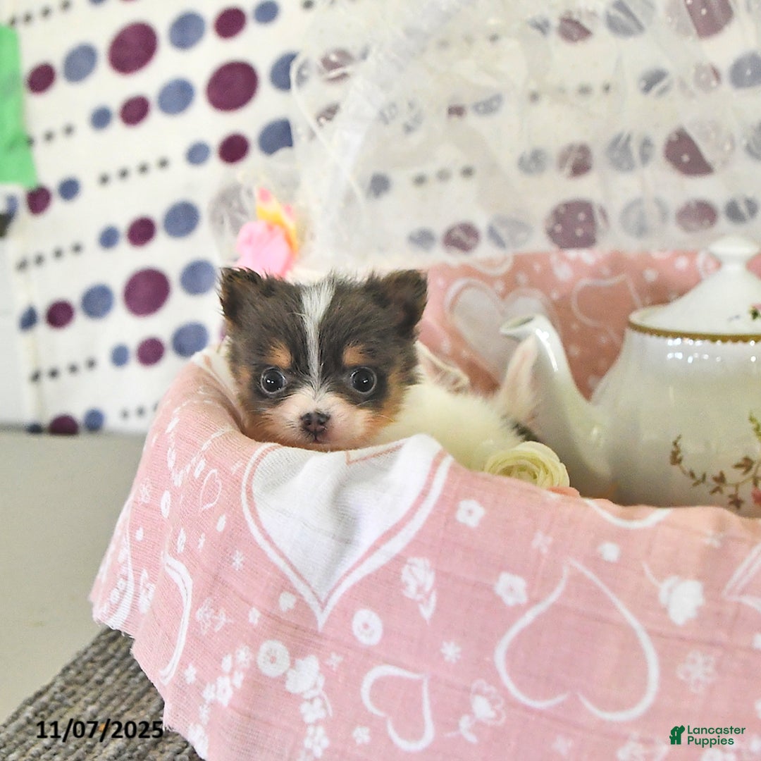 Pomeranian dogs for sale: Lilly - Ad 13