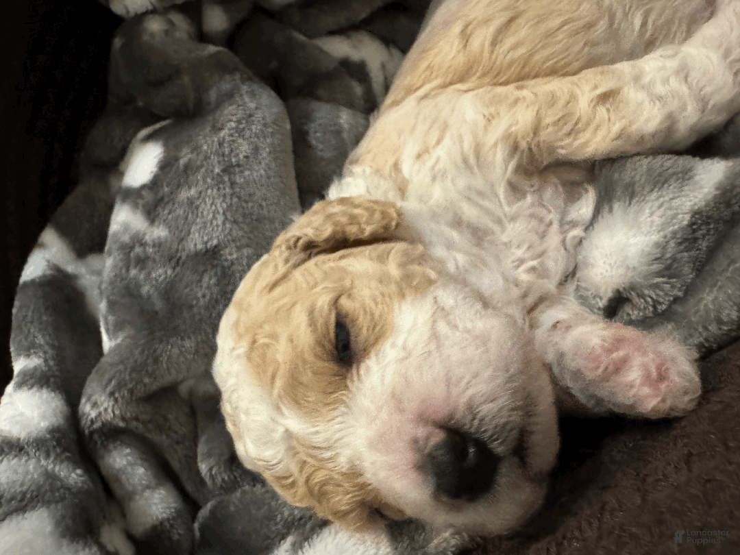 Mini Bernedoodle dogs for sale: Mini Bernedoodle Comet - Ad 1