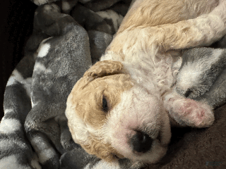 Mini Bernedoodle dogs Mini Bernedoodle Comet - Ad 6