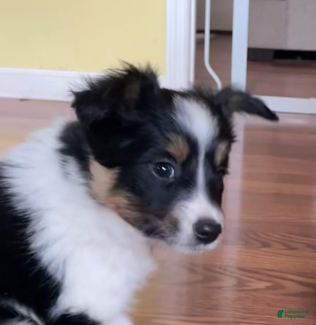 Mixed Breed dogs for sale: Renee - Ad 3