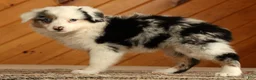 Australian Shepherd dogs for sale: Tina - Ad 4