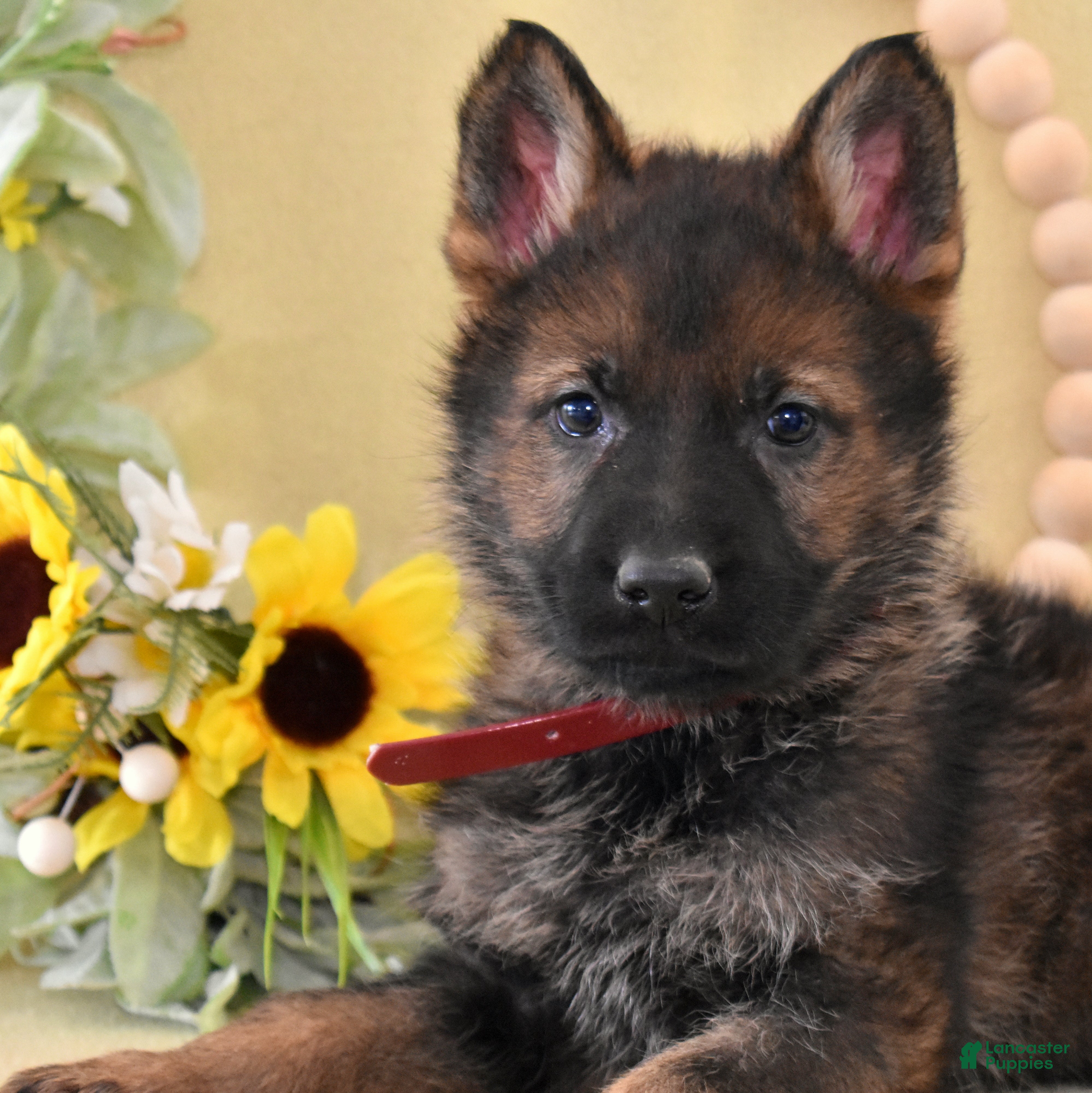 German Shepherd dogs Summer - Ad 1