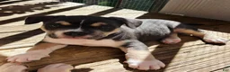 American Bully dogs for sale: Lovey - Ad 3