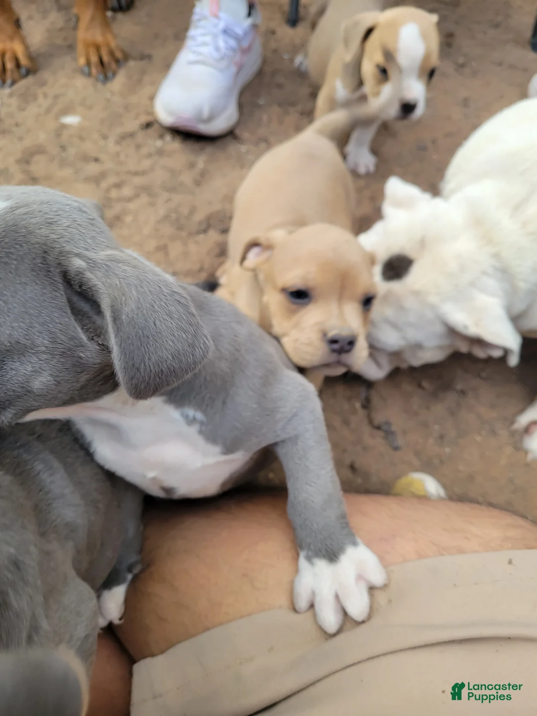 English Bulldog dogs for sale: BLUE FAWN  - Ad 2